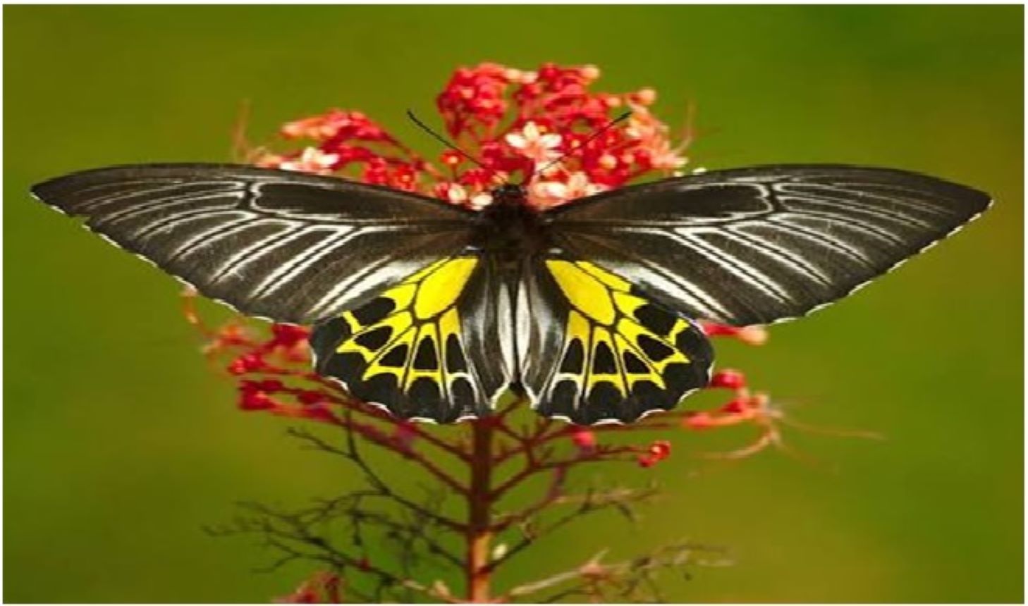 Southern Birdwing (Scientific name: Troides minos) was recorded in the Amrabad Tiger Reserve